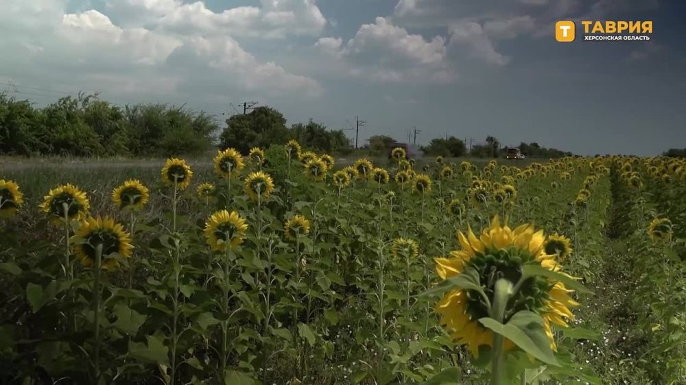 "С левой стороны степь, а за горизонтом Азовское море": Тихон Балаянц отметил логистику трассы, проходящей через новые регионы страны