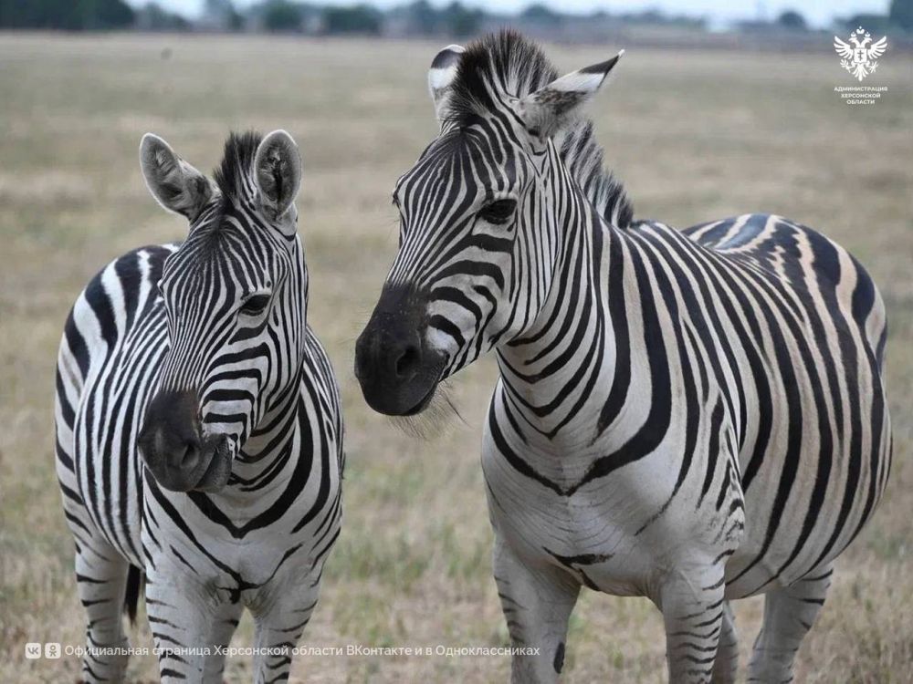 В «Аскания-Нова» завершаются приготовления к туристическому сезону