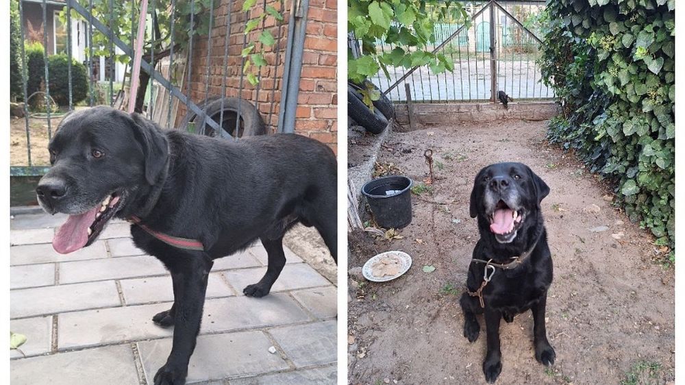 Полгода скитался под завалами: крымский волонтер спас истощенного лабрадора из-под обстрелов в Новой Каховке