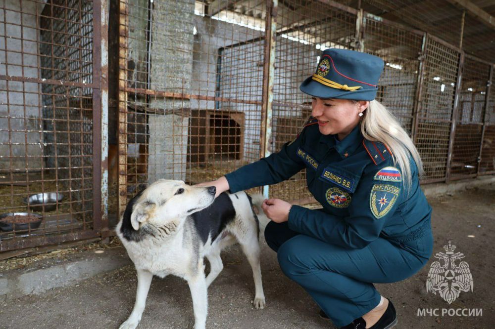 Помощь для питомцев: спасатели из Херсона навестили собачий приют