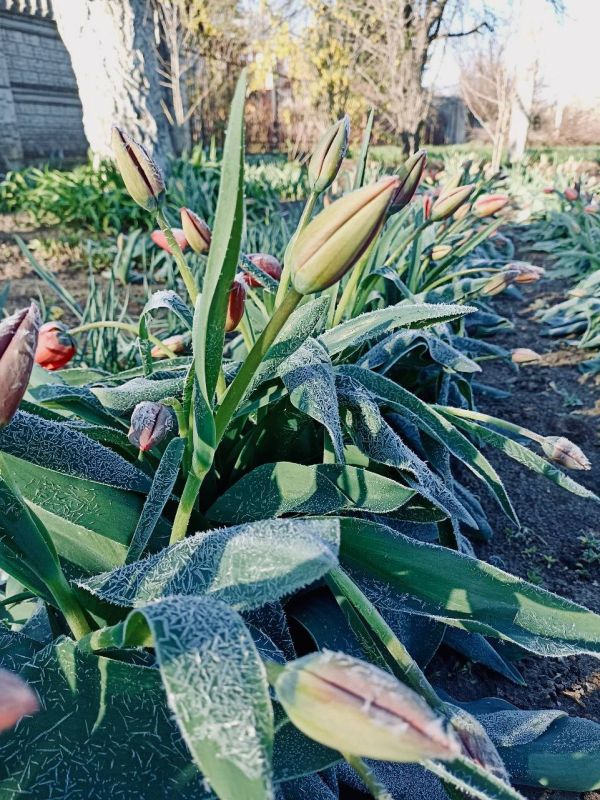 ������� ����: ������ ����