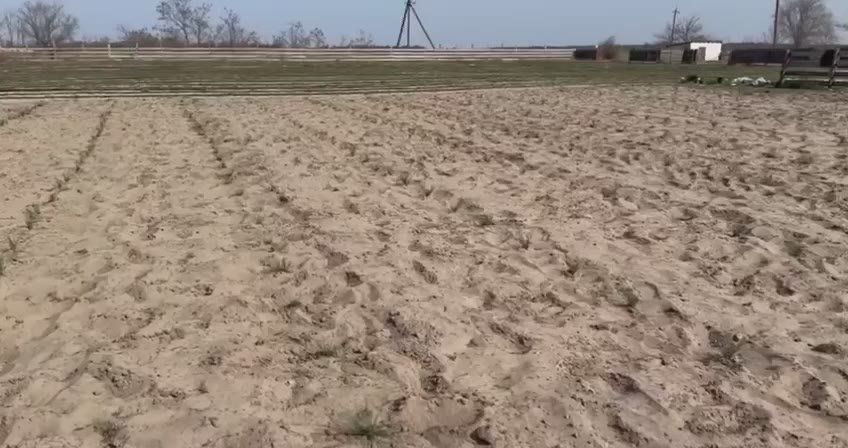 В питомниках Голопристанского лесхоза идет пересадка Крымской сосны