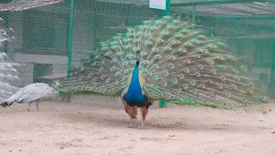 � ��������-���� ������� ���������� �������