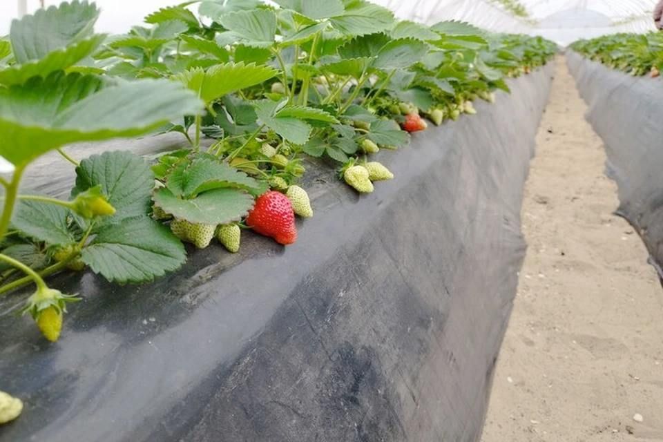 В Херсонской области начали сбор клубники