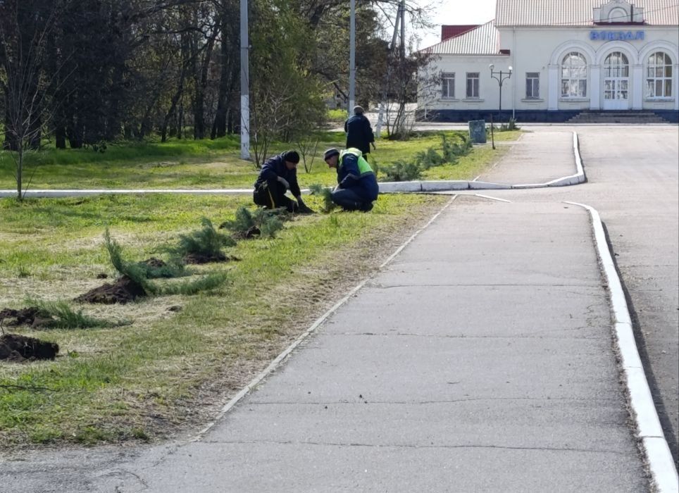 В городе Таврийск высадили 90 кустов можжевельника