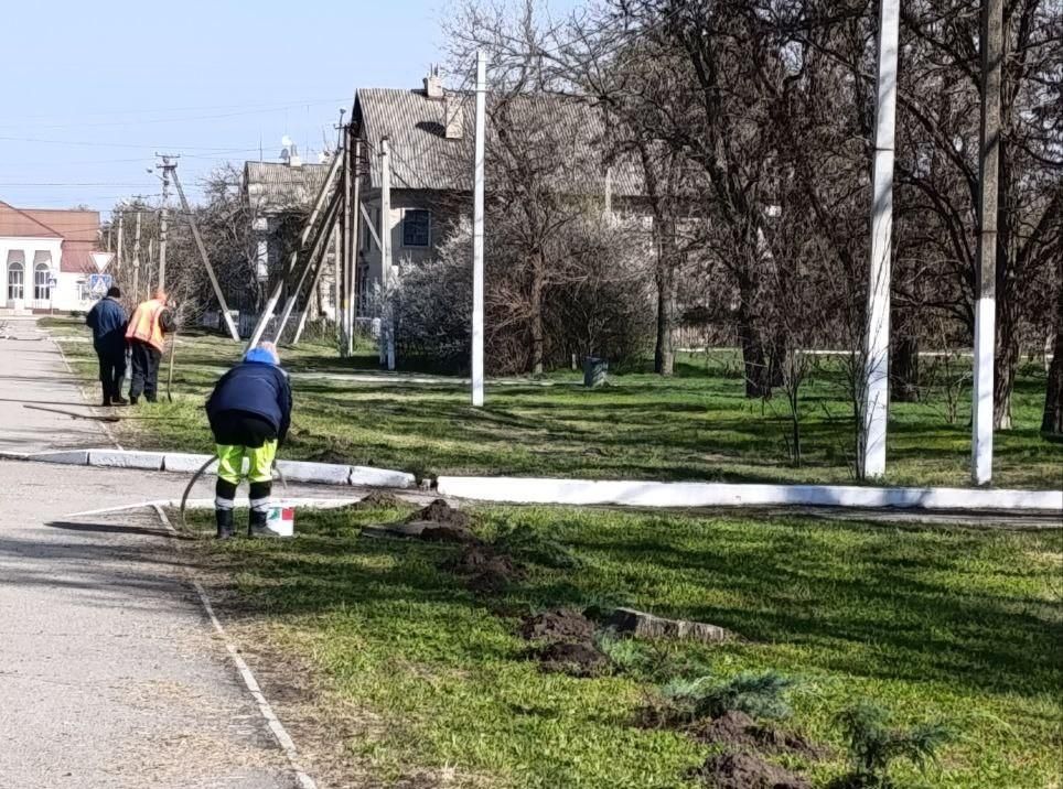 В городе Таврийск высадили 90 кустов можжевельника