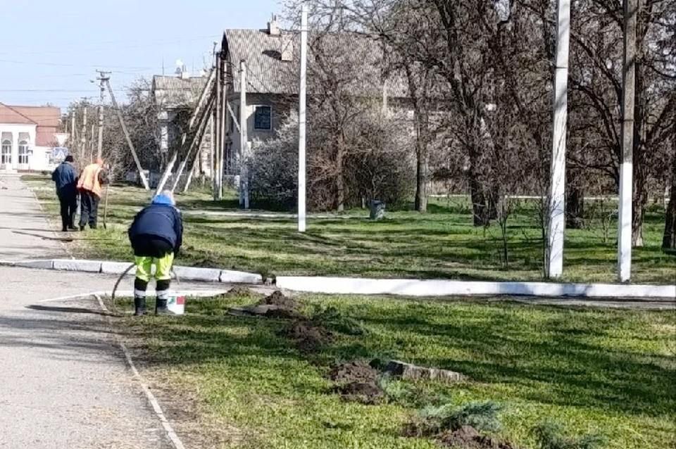 В Таврийске высадили 90 кустов можжевельника