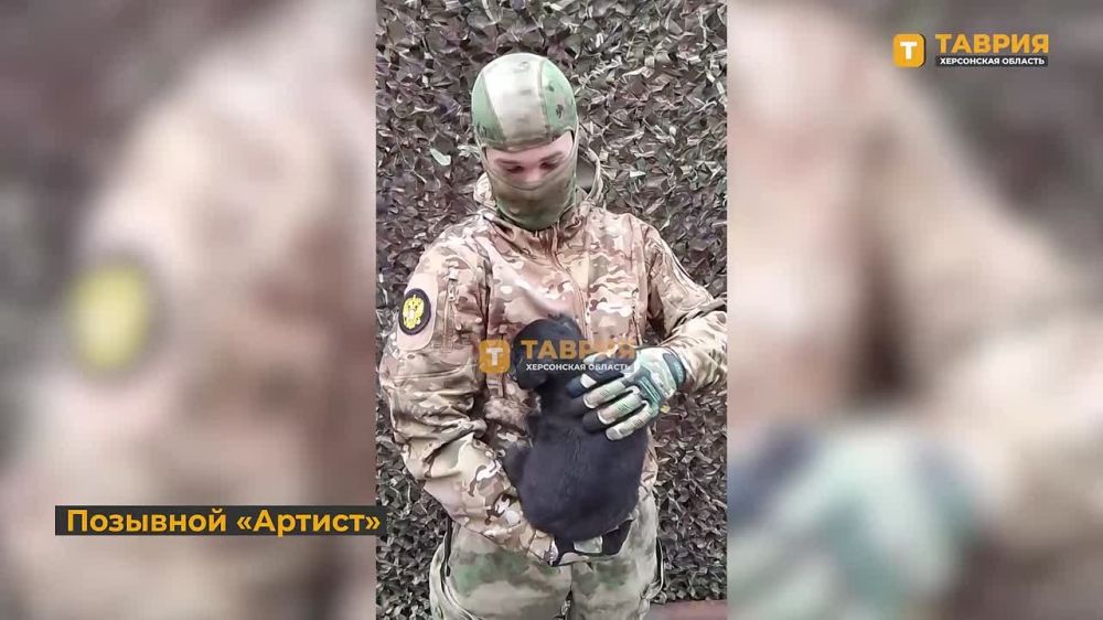 История спасения: как щенок с позывным "Нурс" стал талисманом российских военнослужащих