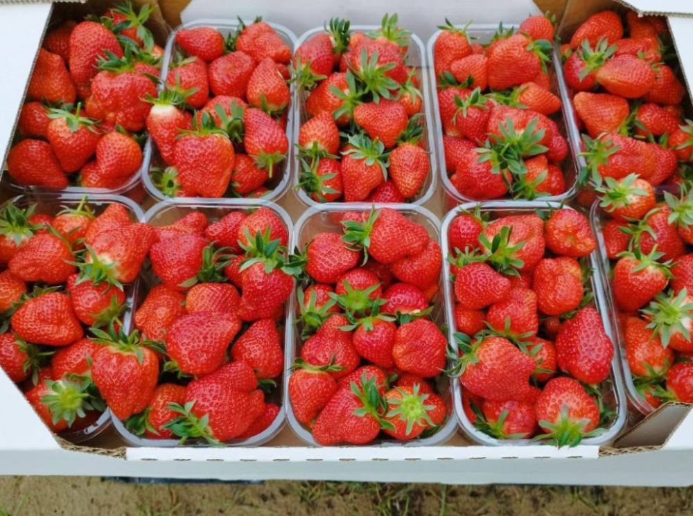 В Новой Каховке стартовал сезон сбора клубники