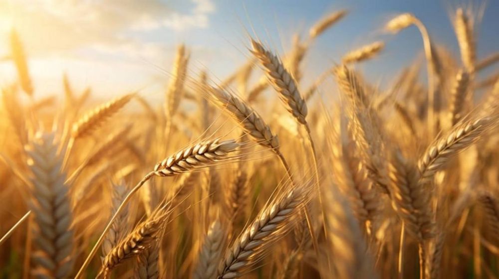 Более 10 тысяч тонн составила общая потребность аграриев Херсонской области в семенах яровых зерновых и зернобобовых