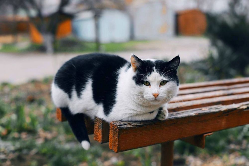 ���������� ������� ������� ������� �������