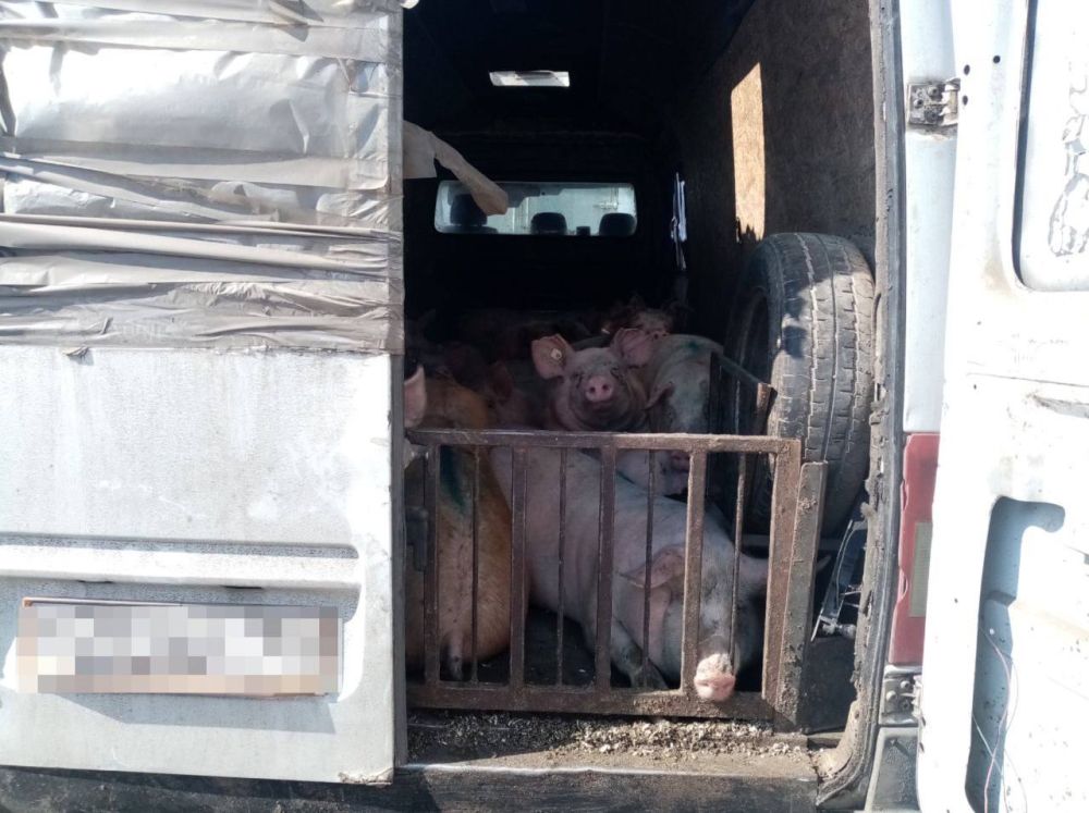 Сотрудники Россельхознадзора пресекли попытку вывоза свиней из Запорожской области в село Великие Копани Херсонщины