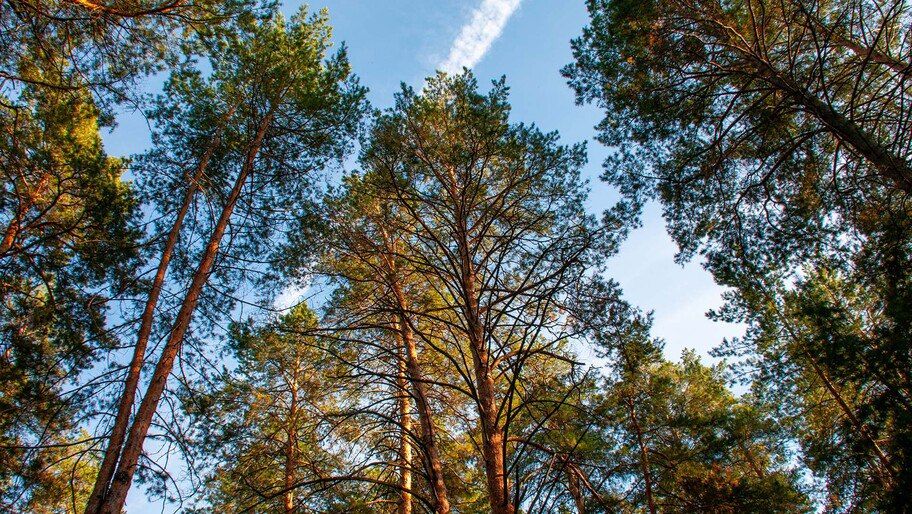 Голопристанский лесхоз проводит патрулирование лесных массивов