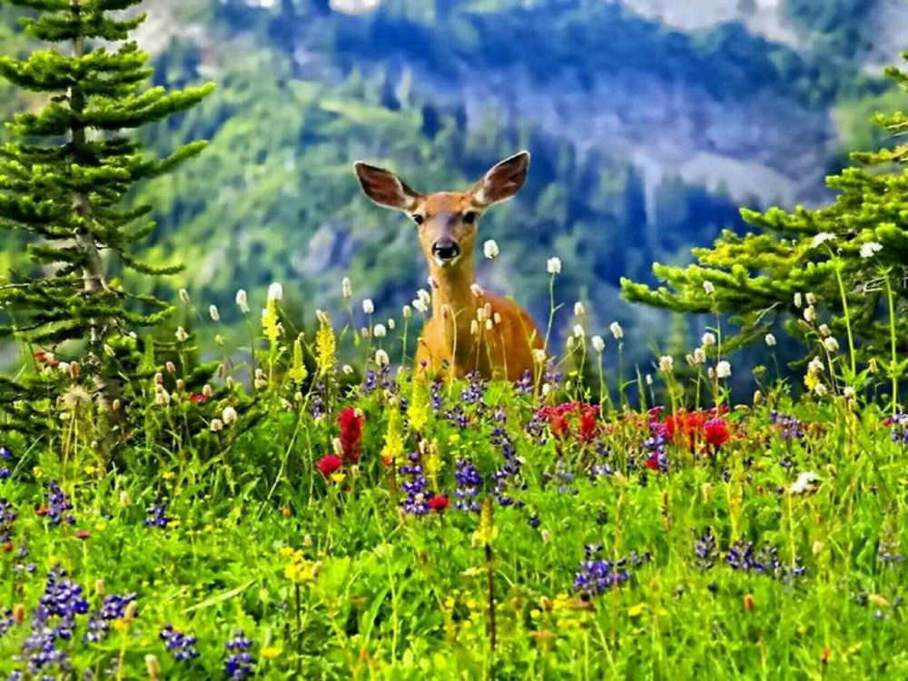 . ������ �������� ��� ��� ����� , ��� �������� � ��������