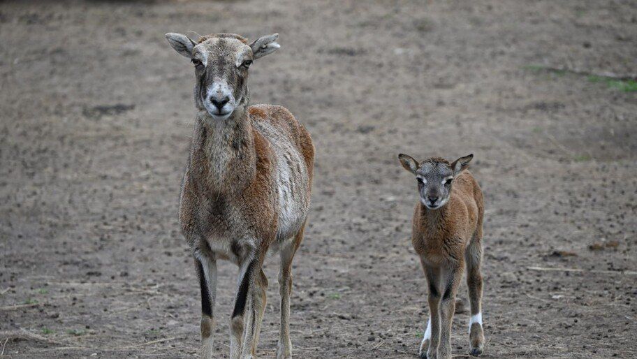 Миф-Миф, Муф-Муф и Маф-Маф