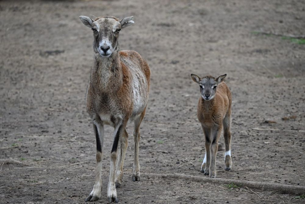 В Биосферном заповеднике “Аскания-Нова” пополнение: три очаровательных детеныша муфлонов