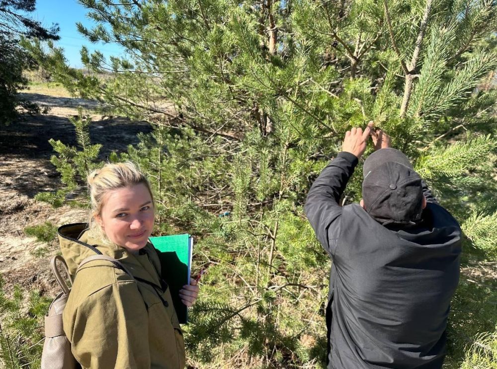 ГАУ ХО «Голопристанский лесхоз» проводит лесопатологическое обследование на предмет хвоегрызущих вредителей
