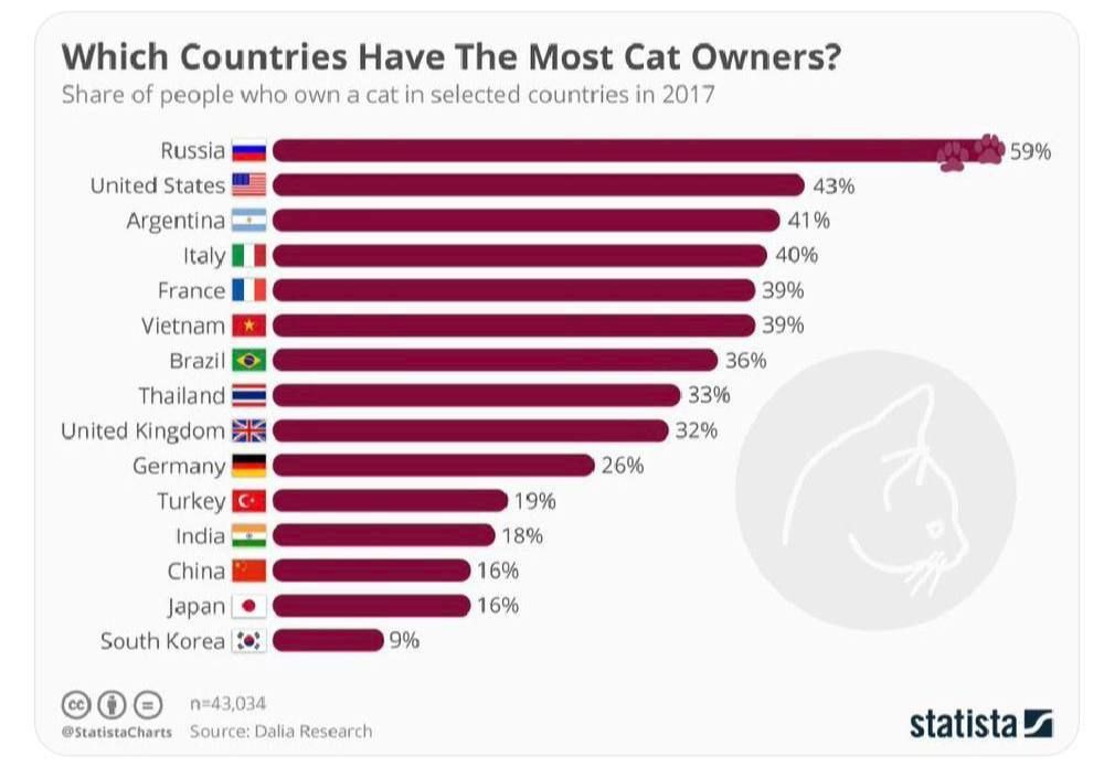 Енот из Херсона: Мы русские, с нами кот