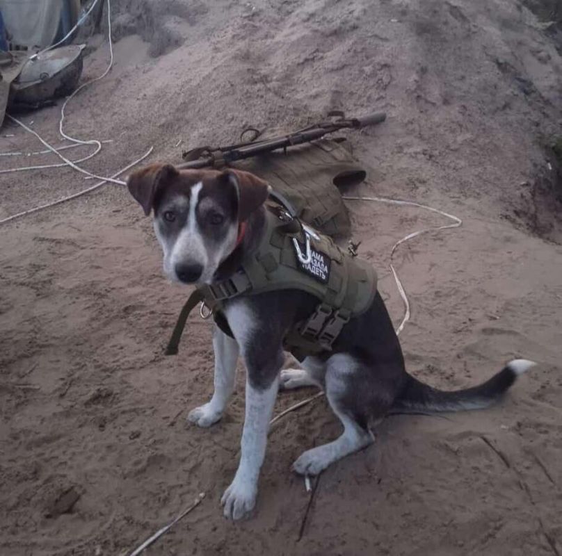 Собака, которая провела бойцов через минные поля, получила "Лохматый Оскар"