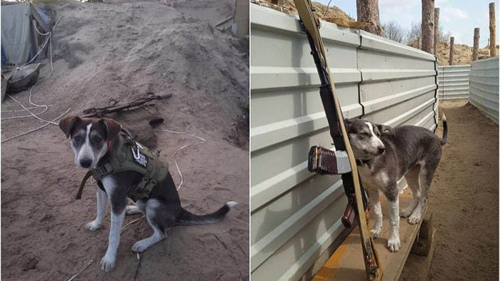 Собака Победа, помогавшая бойцам РФ избегать мин, получила Лохматый Оскар