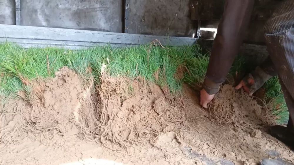 В природном парке "Алешковские пески" готовятся к высадке сеянцев