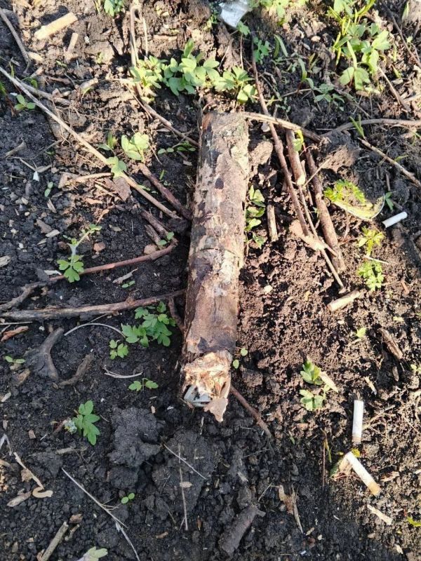 Мины под видом палок разбрасывают в Горностаевском округе Херсонщины боевики ВСУ