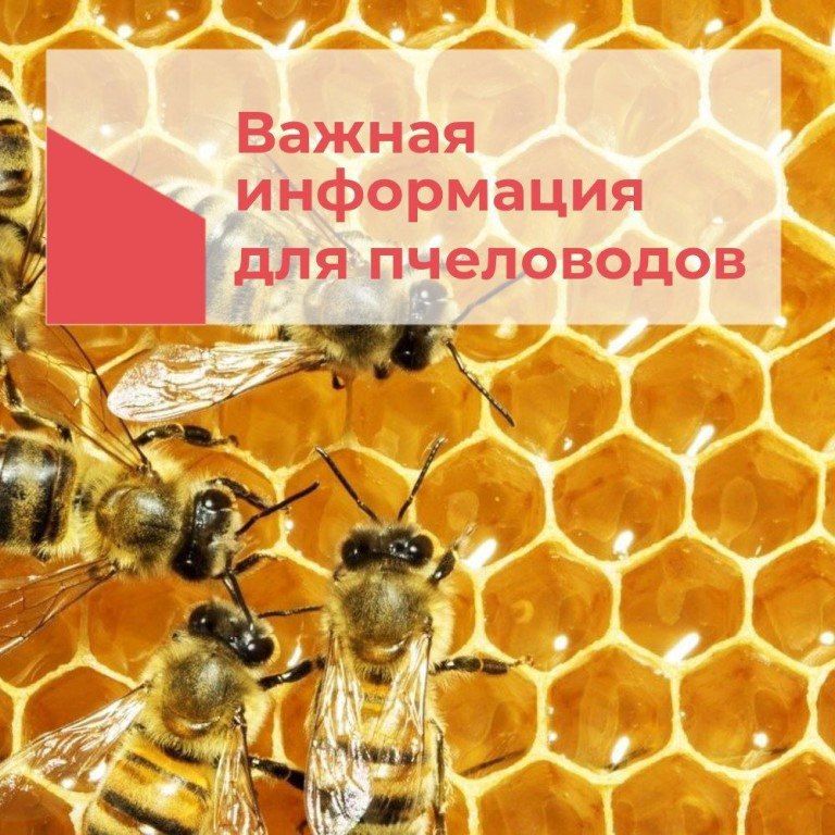 Уважаемые пчеловоды! Сообщаем, что в период с 19 по 27 апреля 2025 года вблизи населённых пунктов пгт Нижние Серогозы и села Верхние Торгаи Нижнесерогозского муниципального округа планируется проведение химической обработки...
