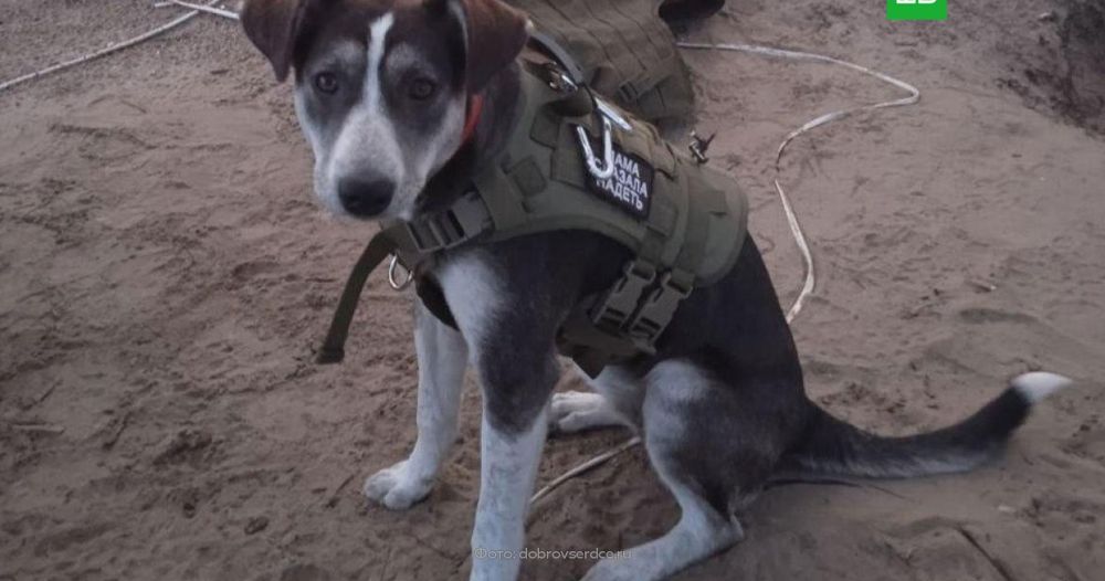 Пес Победа, который провел бойцов СВО через минное поле, стал лауреатом премии
