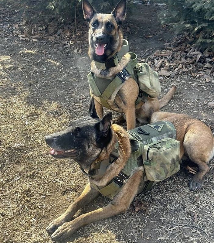 Игорь Качур: МОСКВА, 21 апр — РАПСИ «Одиннадцать служебных собак, помогающих военнослужащим в Херсонской области, получили защитную амуницию в рамках Всероссийской кампании «ЗооДруг»