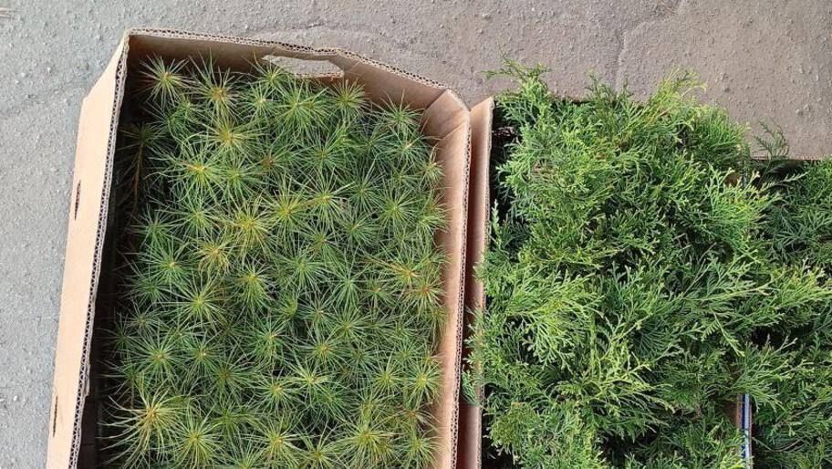 В Каланчак приехали деревья из Мордовии