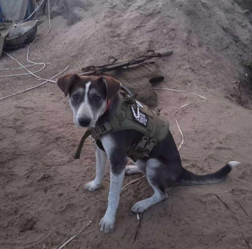 Делимся с вами несколькими историями победителей конкурса "Мой ласковый и нужный зверь"