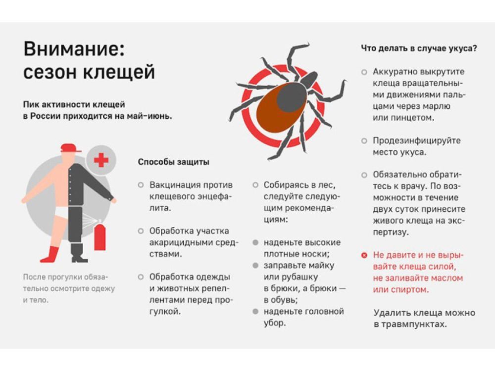 Берегись клещей!. Основным путем передачи клещевых инфекций, к которым относится числе клещевой энцефалит, клещевой боррелиоз, является трансмиссивный, реализуемый при присасывании инфицированного клеща