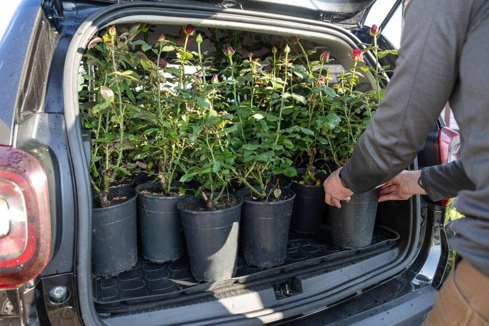 Псковская область закупила 50 кустов роз для Херсонской области