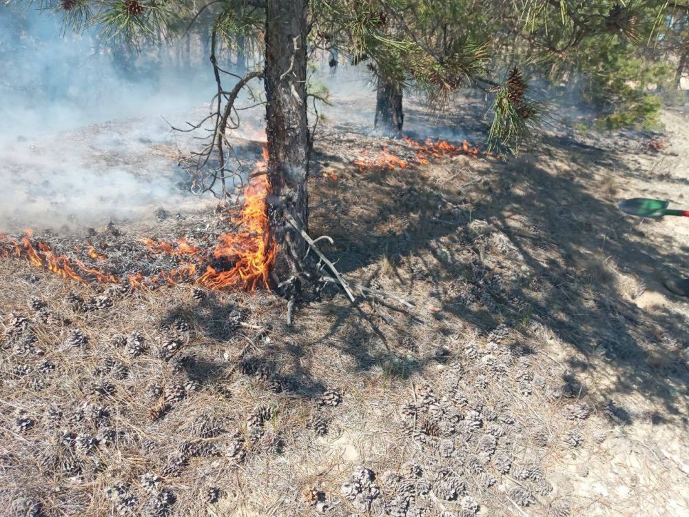 В Голопристанском участковом лесничестве зафиксирован лесной пожар, который охватил площадь в 0,1 гектара