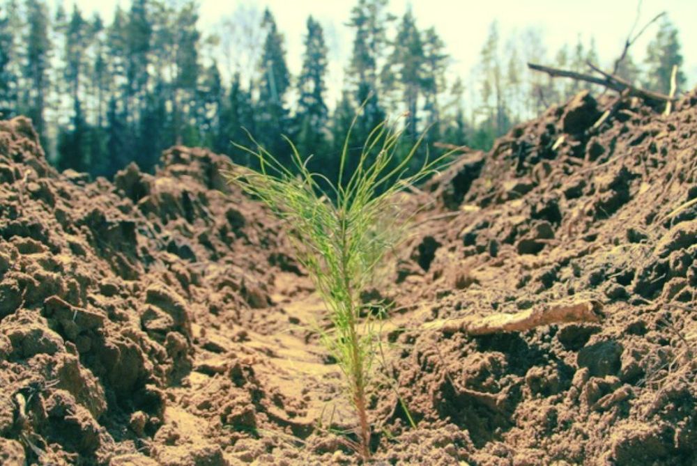 В ПП "Алешковские пески" 23000 сеянцев сосны высадили в лесу, пострадавшем от пожара