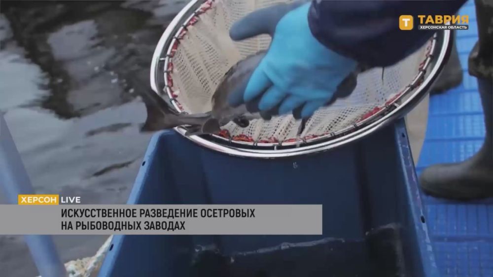 Разрушение Каховской ГЭС оказало значительное влияние на экосистему Азовского моря, заявил Валерий Лужняк