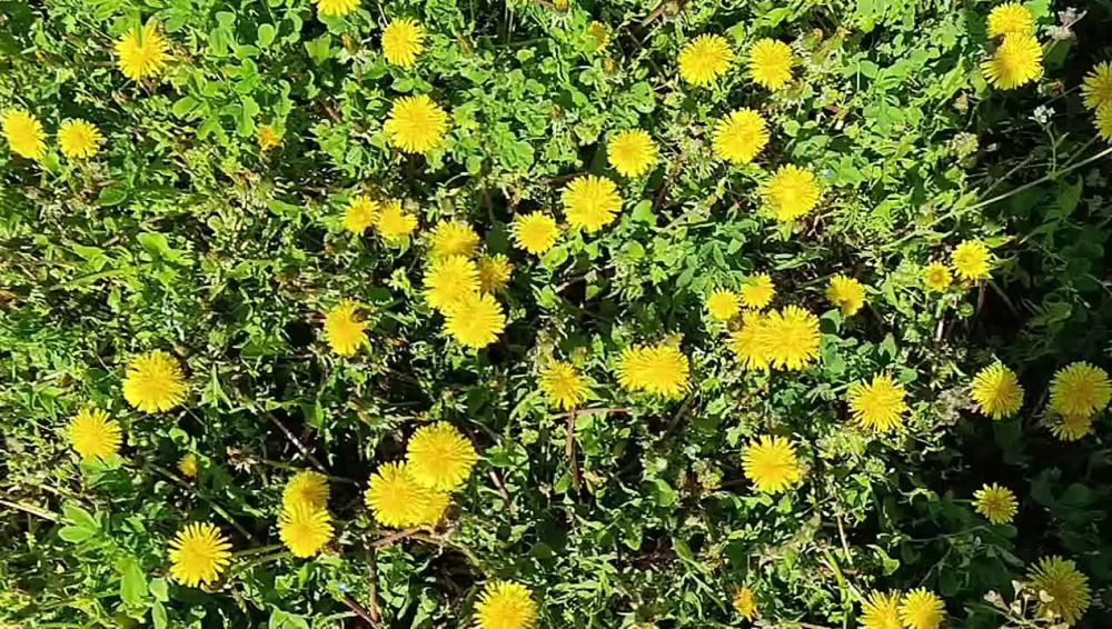 Одуванчики - это маленькие брызги солнца, они приходят весной как-будто специально для поднятия нашего настроения после зимней серости