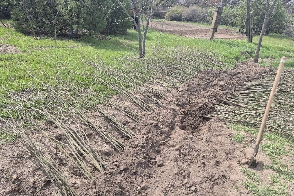 В Горностаевском округе высадят более тысячи деревьев