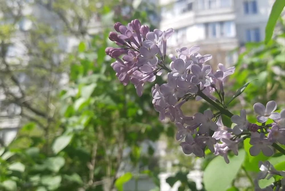 Весна в Херсоне!. Каштаны, сирень, одуванчики - пьянящий вихрь красок и ароматов! Каждый шаг – нежность, аромат – волшебство, одуванчики – маленькие солнышки счастья