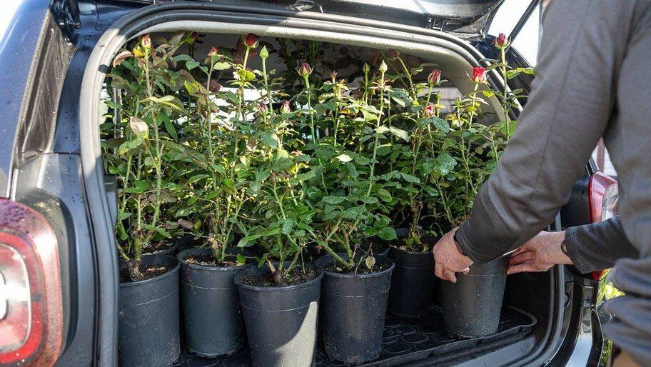 Псковская область направила 50 кустов роз для благоустройства мемориала в Ивановке