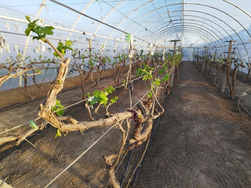 Виталий Гура: В тепличных хозяйствах городского округа город Новая Каховка высадили рассаду томатов
