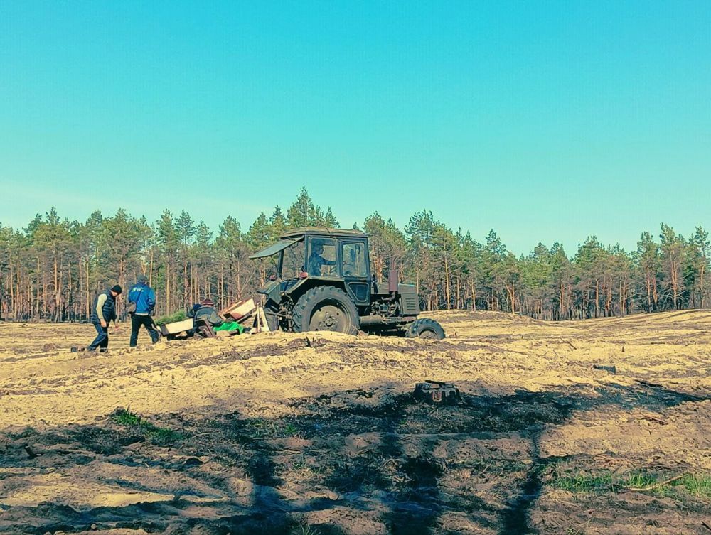 В пострадавшем от пожара лесу высадили 23 000 сеянцев