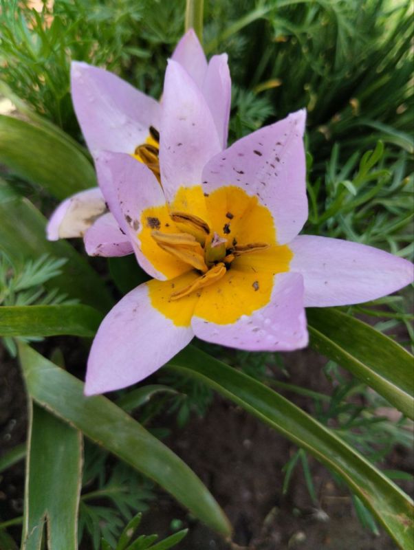 Каждую весну Каховская земля покрывается самыми разными цветами, но самый заметный среди всех — ТЮЛЬПАН