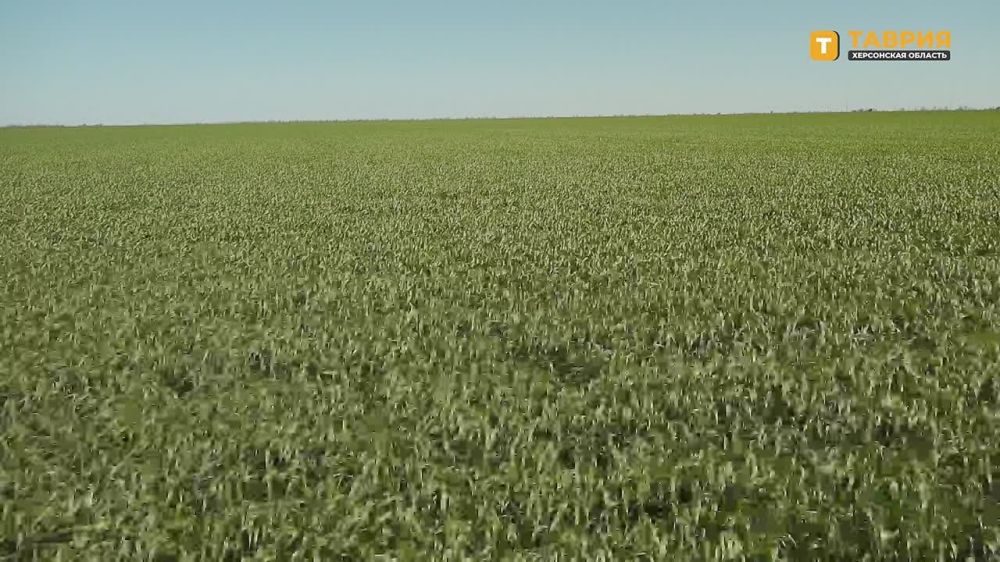 Аграрии Херсонской области засеяли 45% от запланированных площадей, сообщил Санал Адьяев