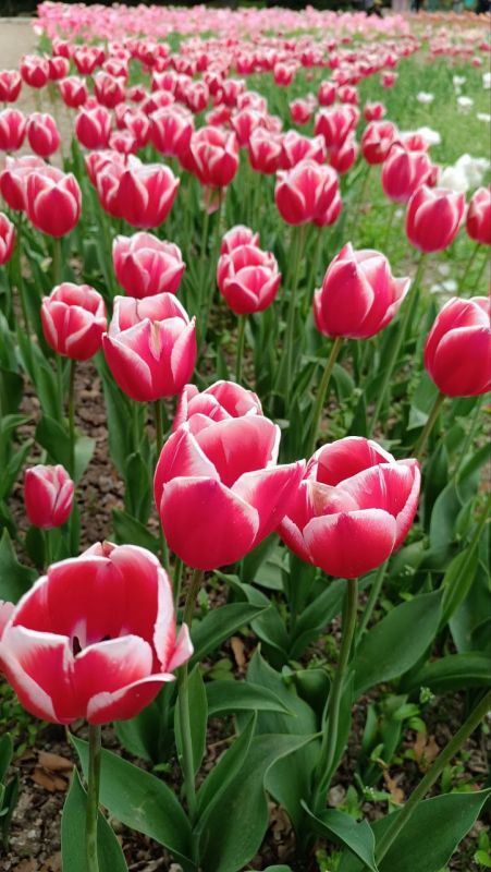 Доброе утро, Малокаховка!. Всем сегодня такого же настроения, как на этих фото! Солнечного и весеннего! И пусть четверг будет удачным и плодотворным! Самое время улыбнуться, зарядиться энергией и сделать этот день ярким!...