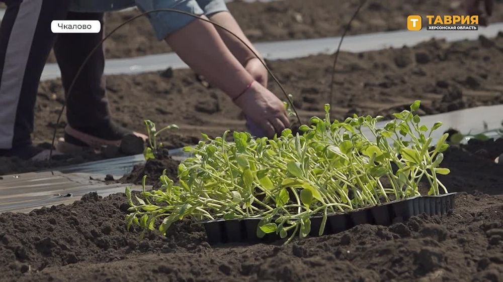 Министерство АПК планирует увеличение урожайности овощных культур в Херсонской области на 10 тысяч тонн по сравнению с 2024 годом