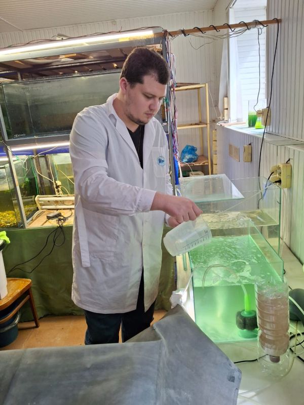 Гигантскую пресноводную креветку планируют выращивать в условиях Азово-Черноморского рыбохозяйственного бассейна