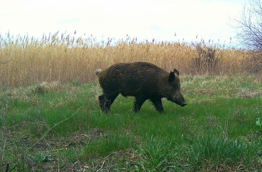 ���������� ���������� ���������� ������� �������� �������������� ���������� �� ����������� ���������