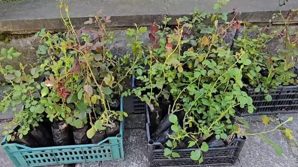 Армяне всего мира отмечают годовщину Геноцида армян в Османской Турции