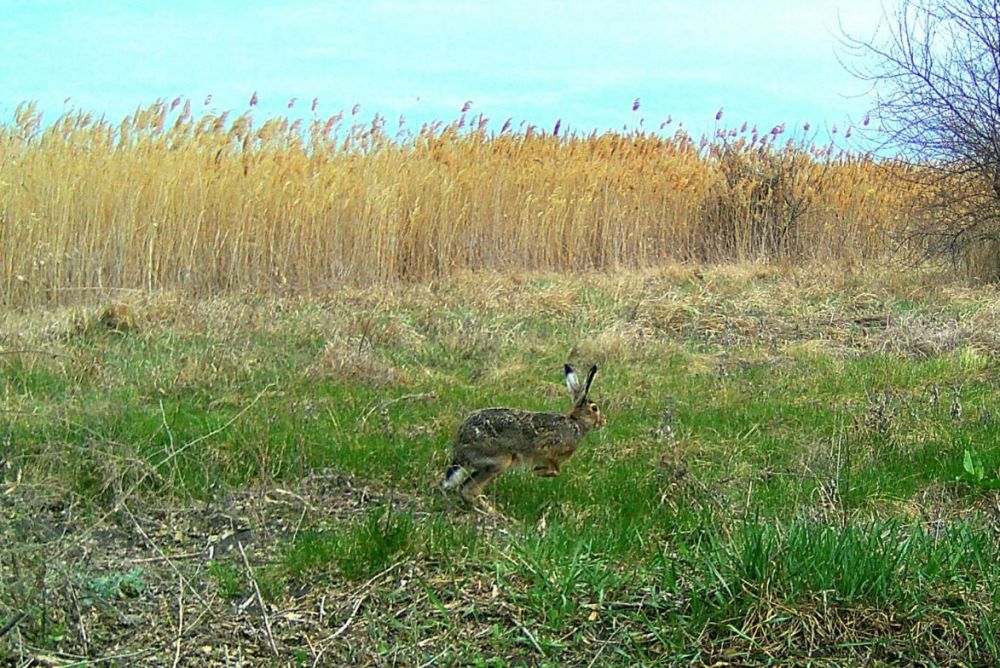 ������� ��������, ������� ������� � �������-���������